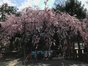Weeping Cherry