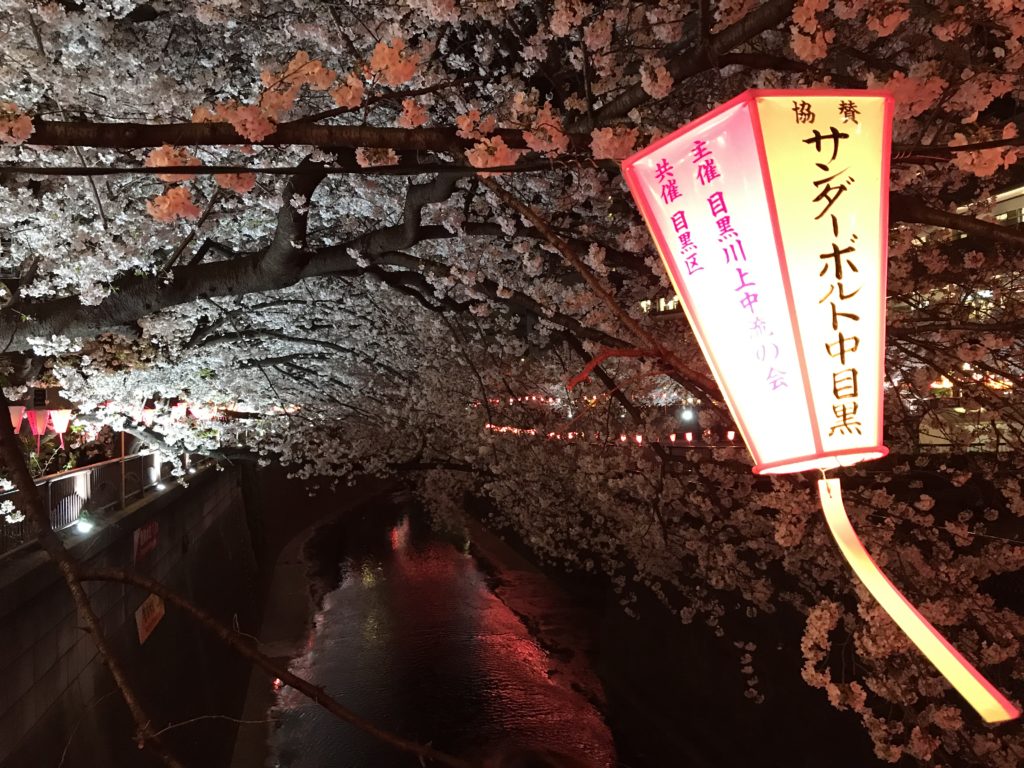 Meguro River Night Sakura
