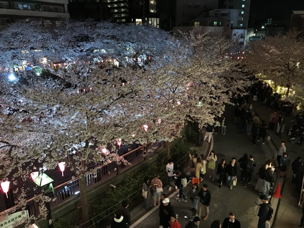 Meguro River Night Cherry Blossom Walk
