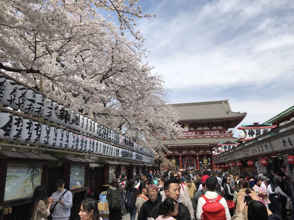 Cherry blossom at Asakusa